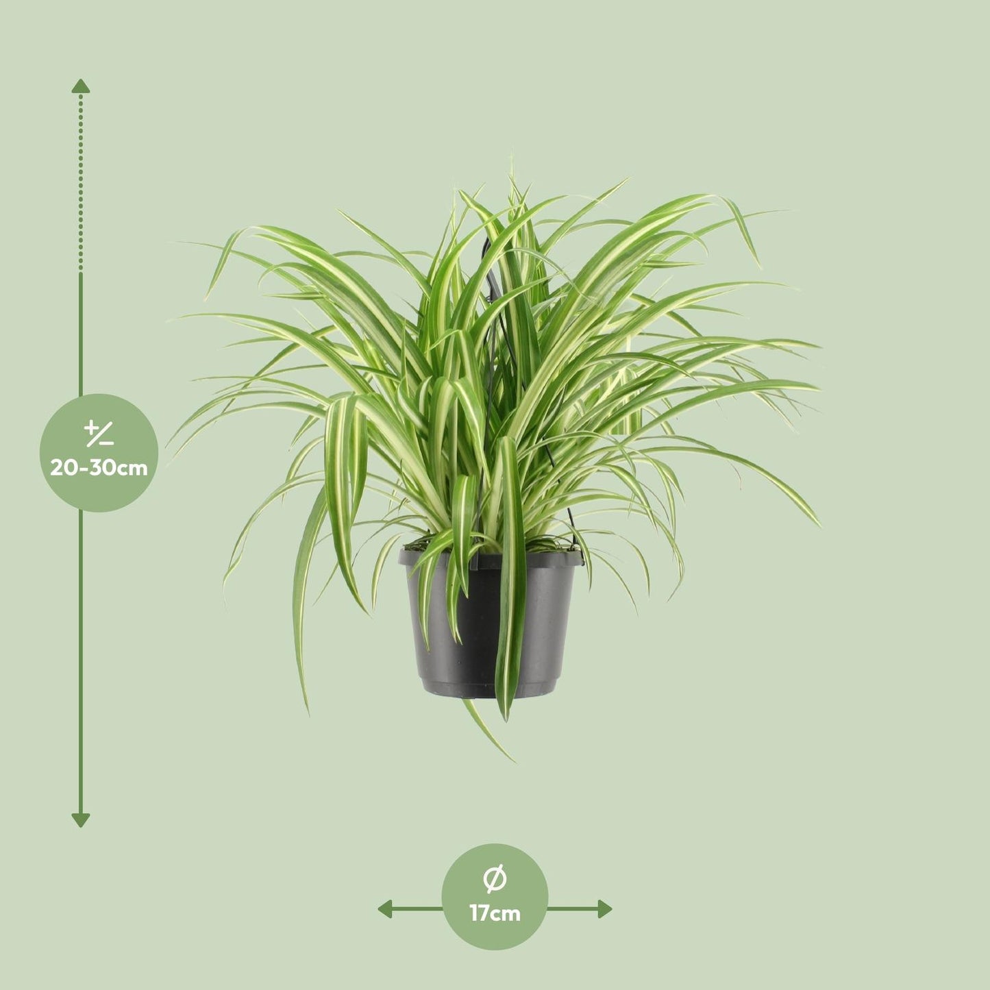 Chlorophytum comosum Variegatum (Spider Plant) – Ø17cm ↕30cm | Easy care