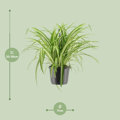 Chlorophytum comosum Variegatum (Spider Plant) – Ø17cm ↕30cm | Easy care