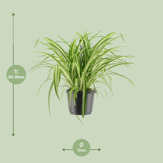 Chlorophytum comosum Variegatum (Spider Plant) – Ø17cm ↕30cm | Easy care