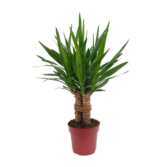 Yucca “Tres Cañas” – Ø19cm ↕70cm | Easy maintenance