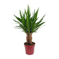 Yucca “Tres Cañas” – Ø19cm ↕70cm | Easy maintenance