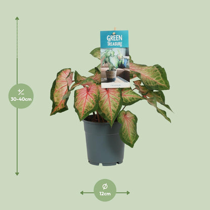 Caladium Pink - Ø12cm - ↕25cm | The Candy Crush – Challenging Maintenance