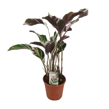 Calathea Fusion White Basic - Ø14cm - ↕40cm | The variegata diva – Challenging maintenance