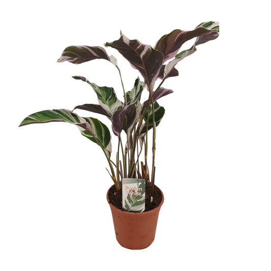 Calathea Fusion White Basic - Ø14cm - ↕40cm | The variegata diva – Challenging maintenance