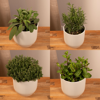 Garden Herb Mix – 4 pieces – Ø14cm – ↕18cm | The kitchen band – Easy maintenance