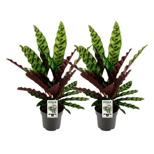 Calathea lancifolia 'Insignis' – 2 pieces – Ø14cm ↕45cm | Average maintenance