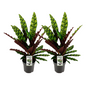 Calathea lancifolia 'Insignis' – 2 pieces – Ø14cm ↕45cm | Average maintenance