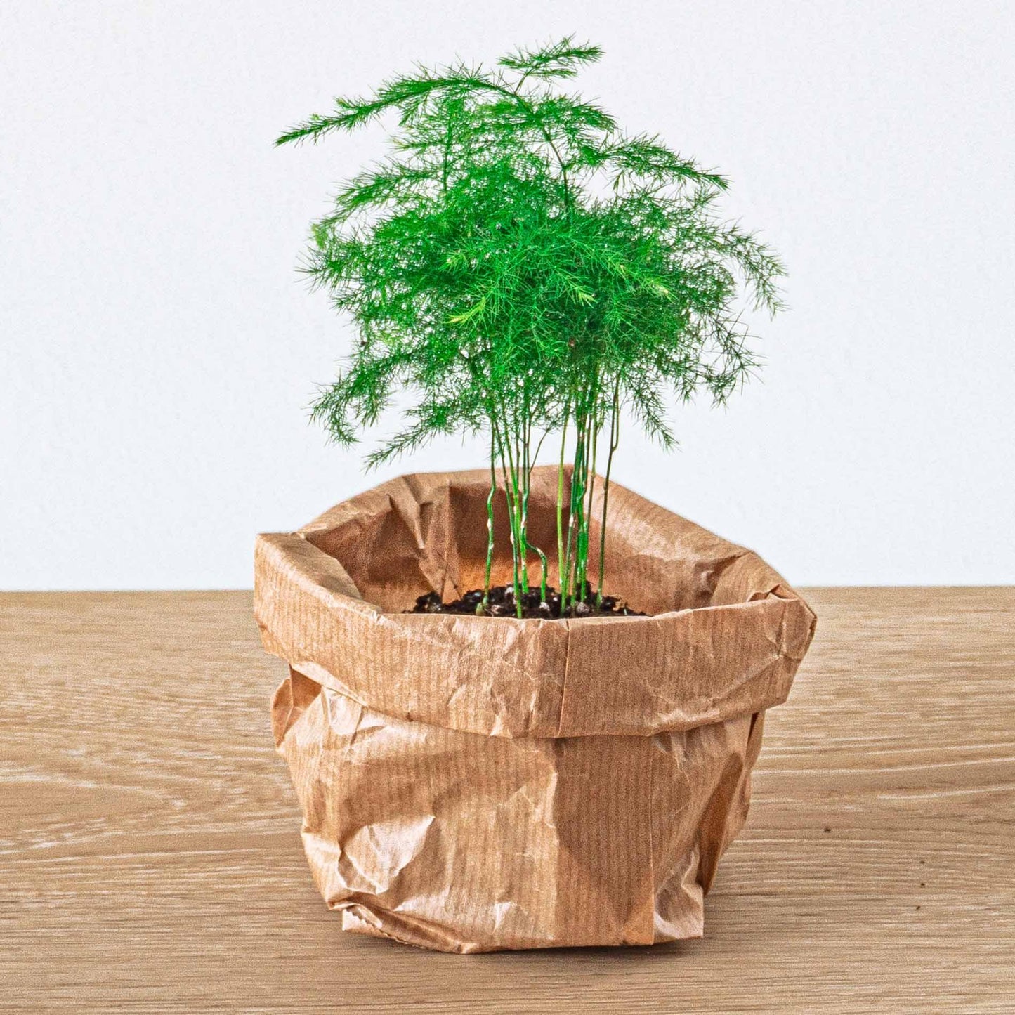 Asparagus setaceus 'Plumosus' – Asparagus ornamental – Terrarium plant | The cloud of green – Average maintenance