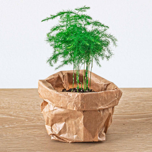Asparagus setaceus 'Plumosus' – Asparagus ornamental – Terrarium plant | The cloud of green – Average maintenance
