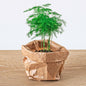 Asparagus setaceus 'Plumosus' – Asparagus ornamental – Terrarium plant | The cloud of green – Average maintenance
