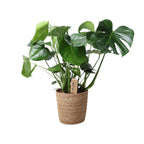Monstera in Natural Basket – Ø21cm ↕60cm | Average maintenance