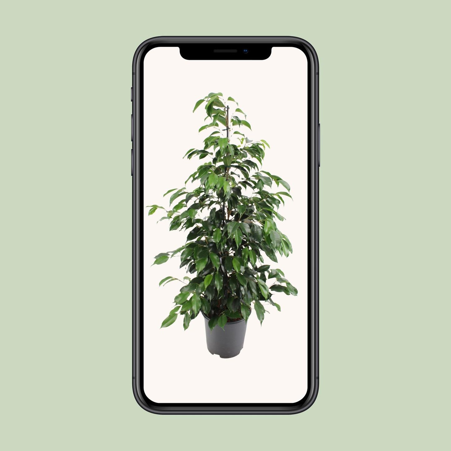 Ficus benjamina Danielle – Ø21cm ↕95cm | Average maintenance
