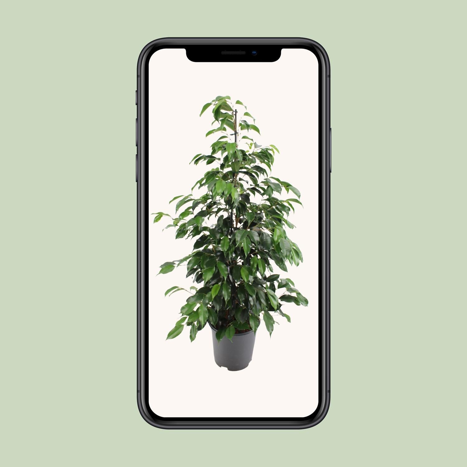Ficus benjamina Danielle – Ø21cm ↕95cm | Gemiddeld onderhoud