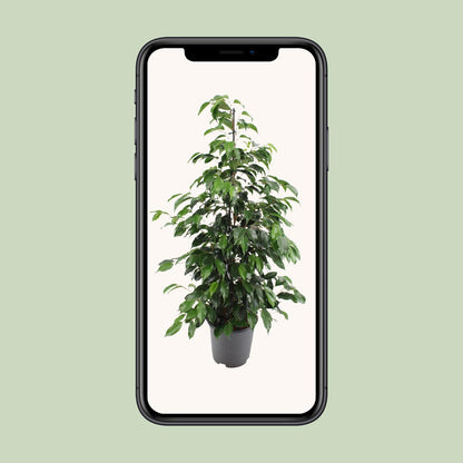 Ficus benjamina Danielle – Ø21cm ↕95cm | Average maintenance