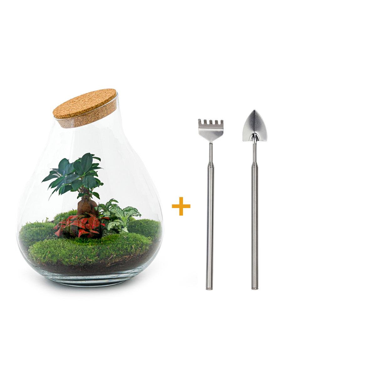 🌿🛠️ DIY Terrarium Drop XL – Bonsai – 37 cm – Including rake &amp; shovel