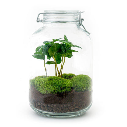 ☕🌿 DIY Terrarium Jar – Coffea Arabica – 28 cm