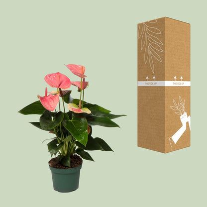 Anthurium Sweet Dream - Ø12cm - ↕35cm | The flamingo in satin – Average maintenance