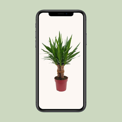 Yucca “Tres Cañas” – Ø19cm ↕70cm | Easy maintenance