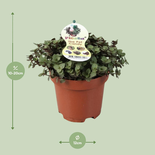 Callisia Repens (Creeping Plant) – Ø12cm ↕17cm | Easy Care