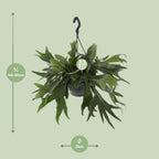 Platycerium Bifurcatum (Staghorn Fern) – Ø21cm ↕50cm | Average maintenance