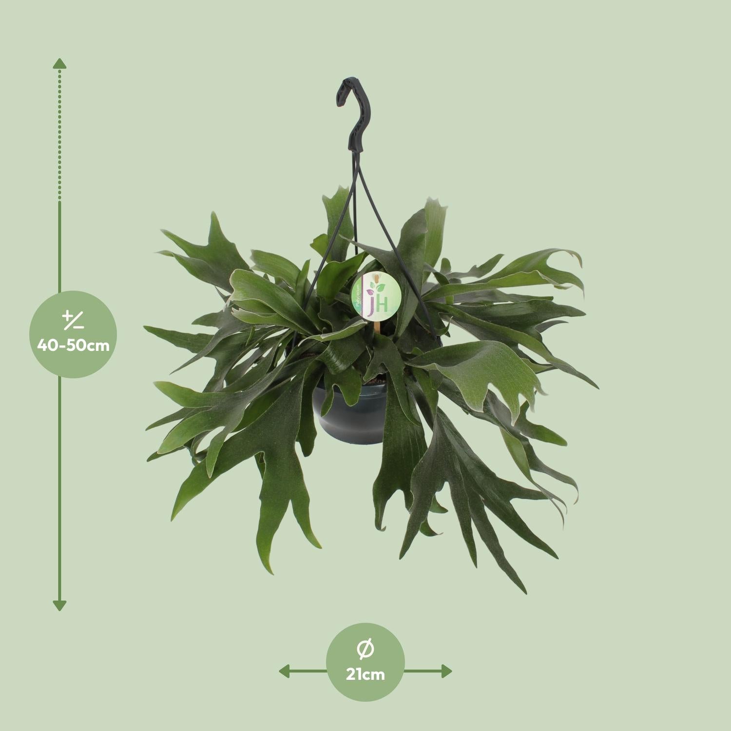 Platycerium Bifurcatum (Staghorn Fern) – Ø21cm ↕50cm | Average maintenance