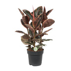 Ficus Belize – Ø27cm ↕80cm | Makkelijk onderhoud