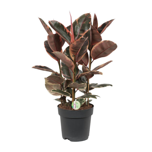 Ficus Belize – Ø27cm ↕80cm | Easy maintenance