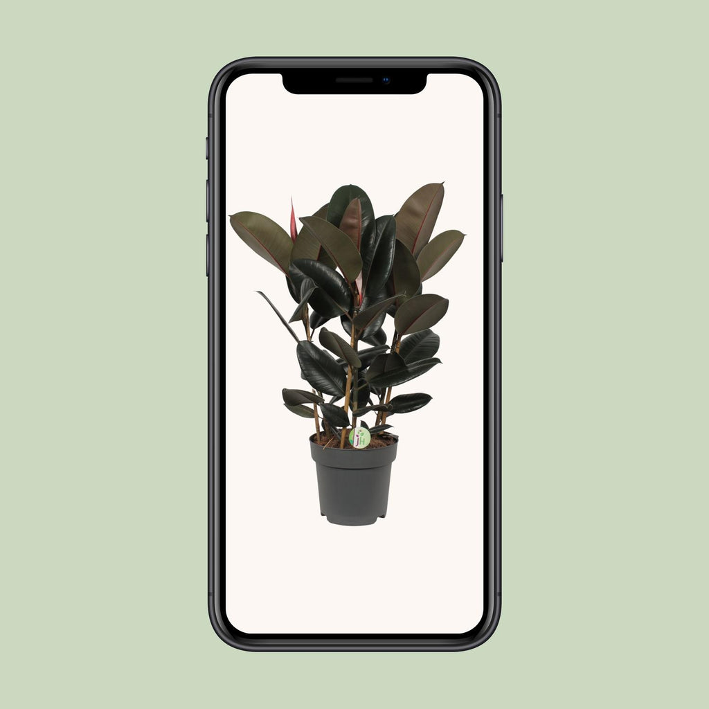 Ficus Abidjan – Ø27cm ↕90cm | Makkelijk onderhoud
