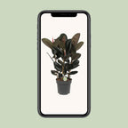 Ficus Abidjan – Ø27cm ↕90cm | Makkelijk onderhoud