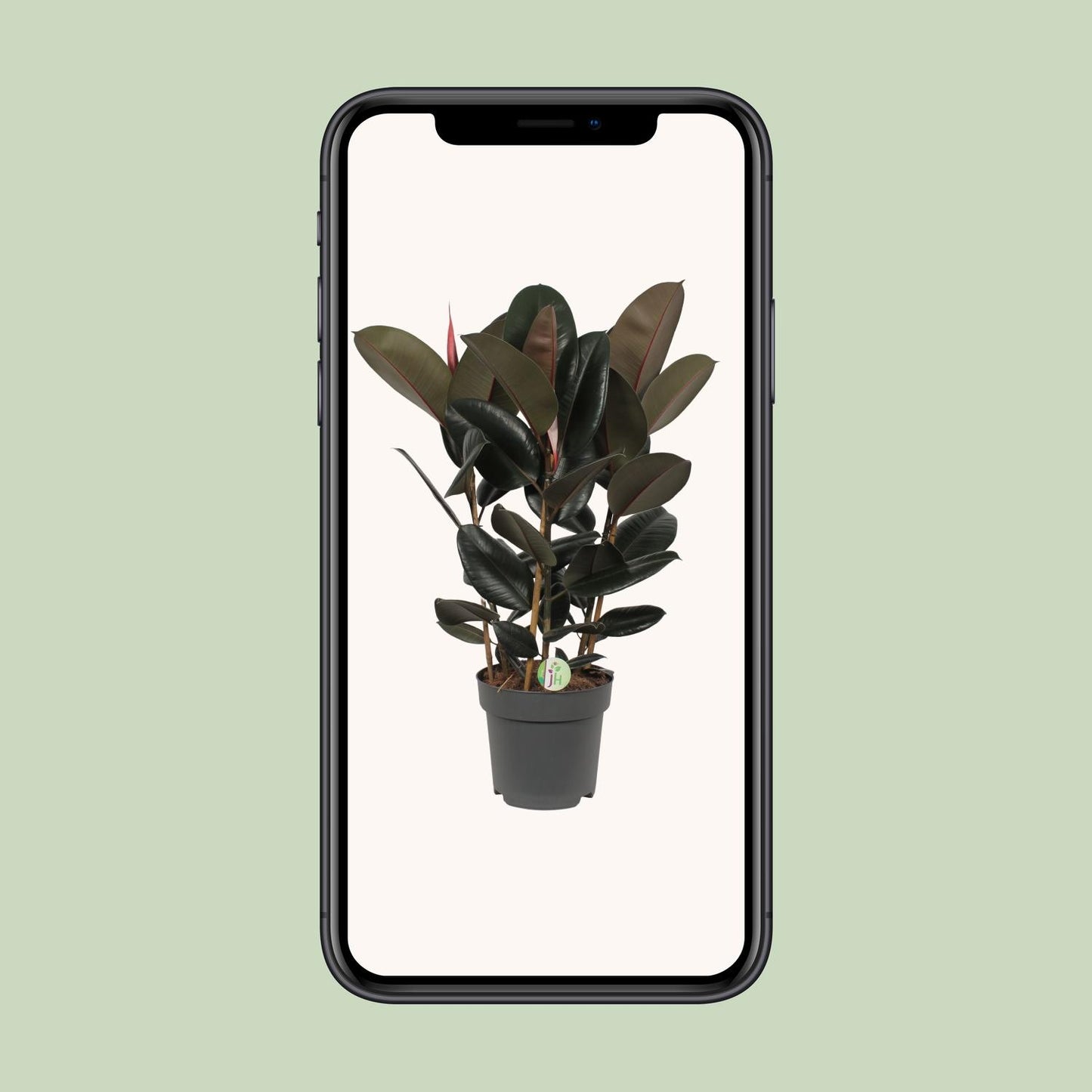 Ficus Abidjan – Ø27cm ↕90cm | Easy maintenance