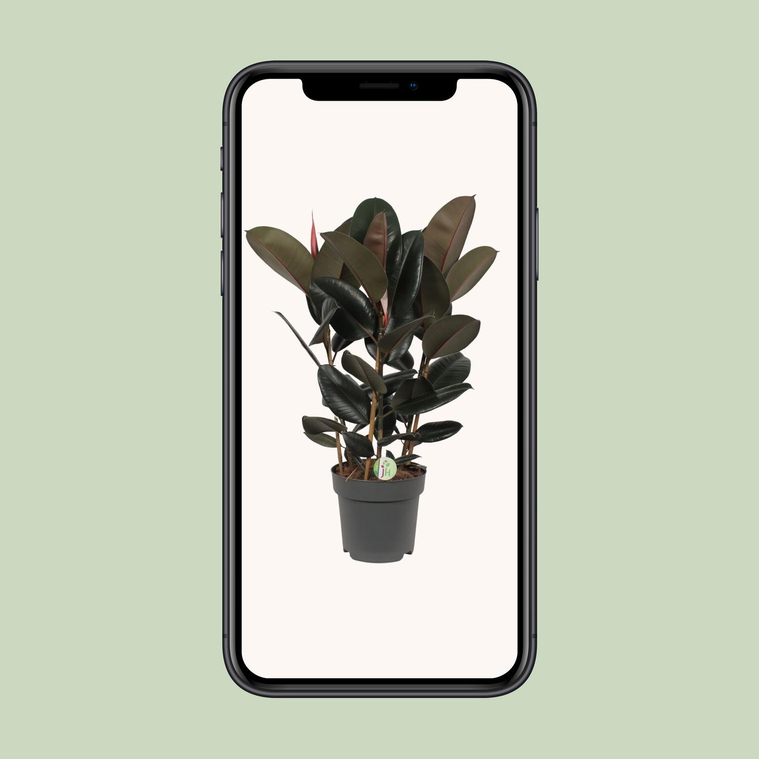 Ficus Abidjan – Ø27cm ↕90cm | Makkelijk onderhoud