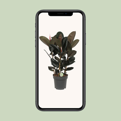 Ficus Abidjan – Ø27cm ↕90cm | Easy maintenance