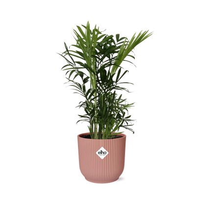Chamaedorea Elegans in ELHO Vibes Fold 14 cm pink