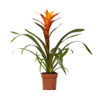 Guzmania Variada – Ø12cm ↕50cm | Easy maintenance