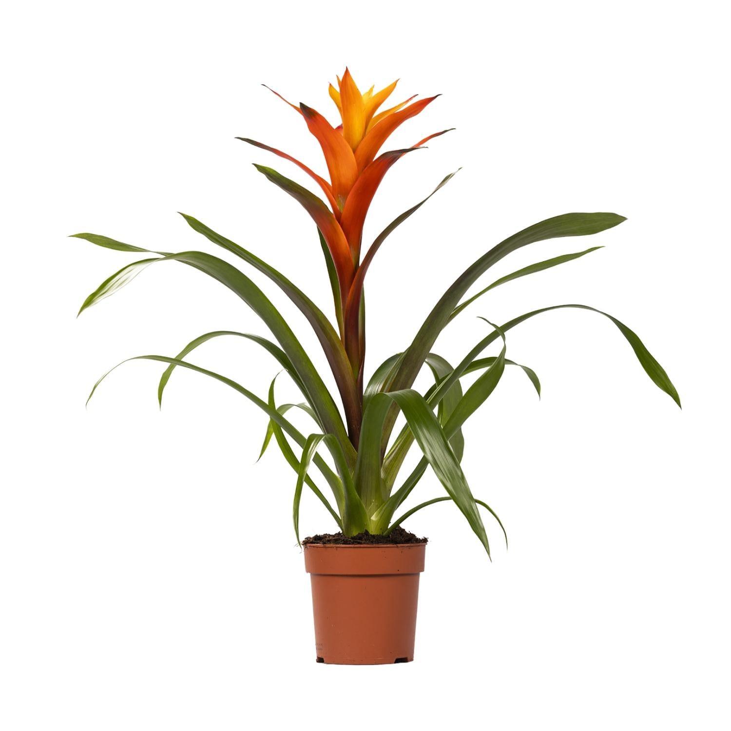 Guzmania Variada – Ø12cm ↕50cm | Easy maintenance