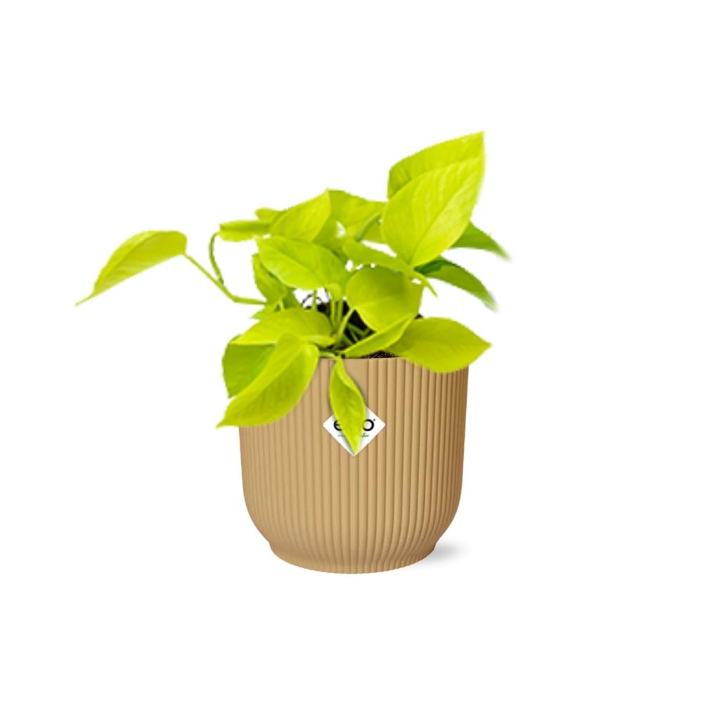Polyscias Balfouriana – Ø17cm ↕50cm | Round leaves, great charisma – Average maintenance