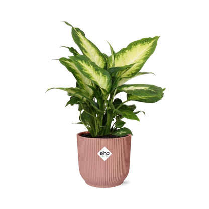 Dieffenbachia 'Camilla' in ELHO Vibes Fold 14cm pink | Soft-focus foliage art – Average maintenance