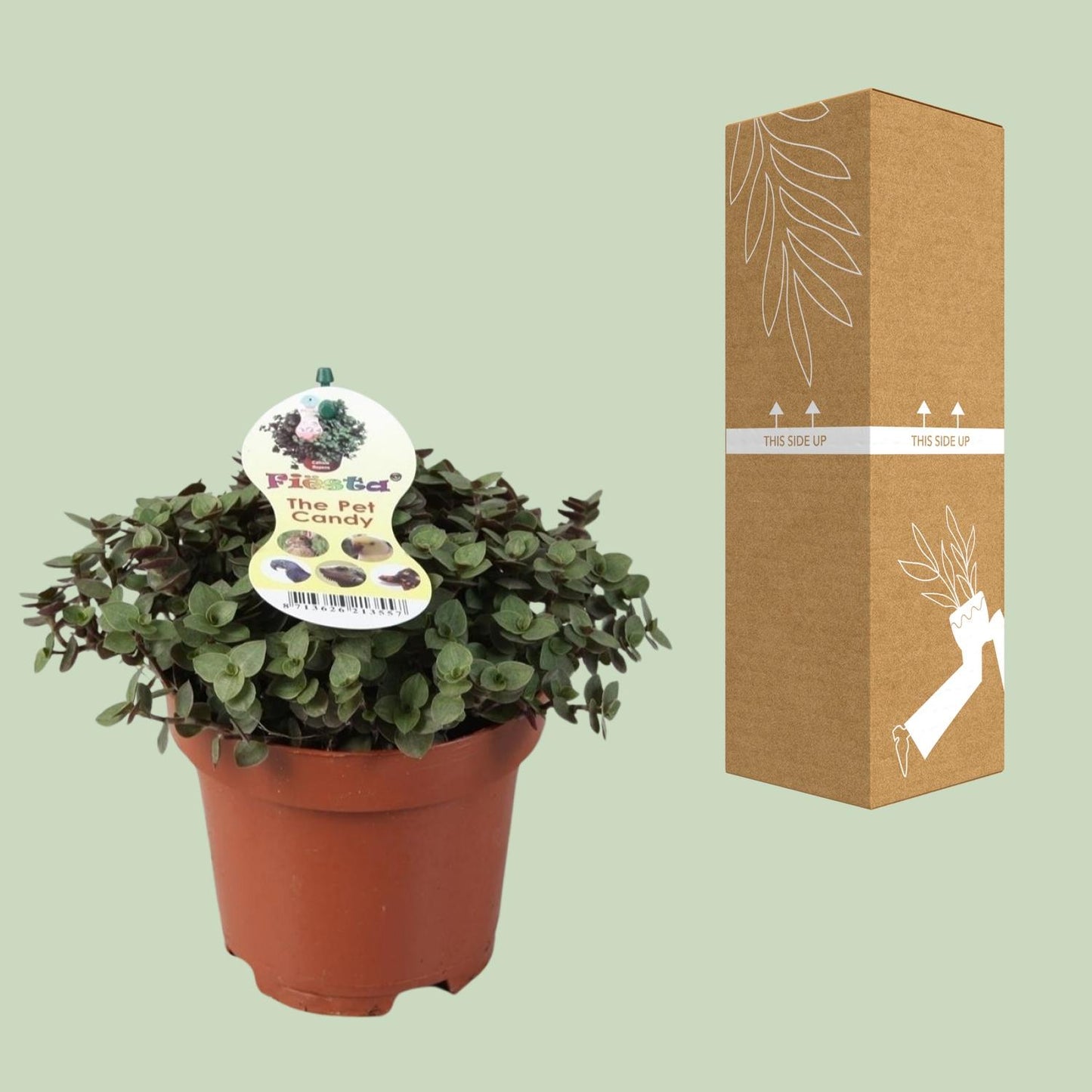 Callisia Repens (Creeping Plant) – Ø12cm ↕17cm | Easy Care