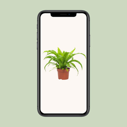 Asplenium antiquum – Ø12cm ↕19cm | Average maintenance