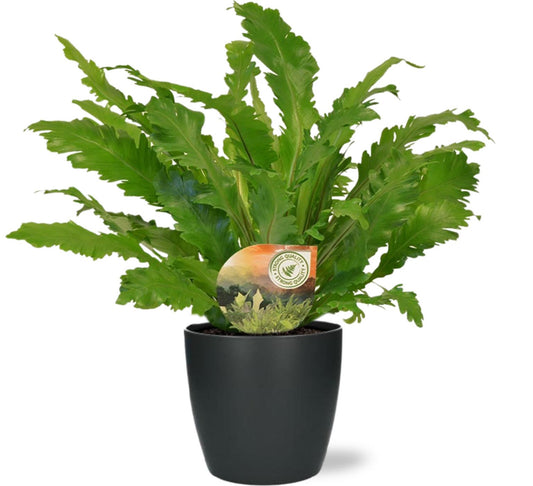 Asplenium 'Campio' – Ø17cm ↕50cm + Pot Brussels D18x17cm (Anthracite) | Average maintenance