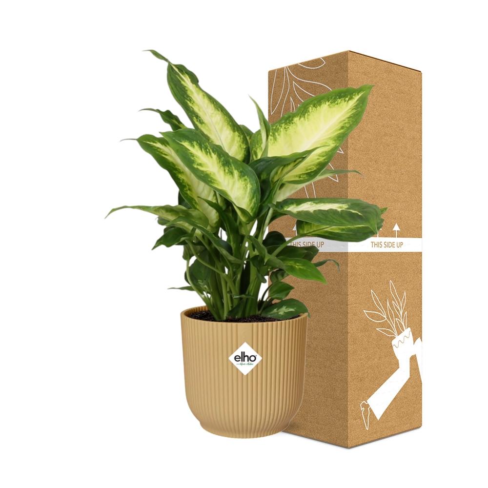 Dieffenbachia 'Camilla' in ELHO Vibes Fold 14cm yellow | Colorful beauty – Average maintenance