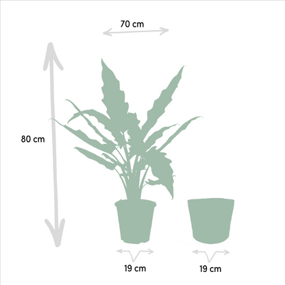 Alocasia Lauterbachiana (Elephant Ear) – Ø19cm ↕80cm + Basket Selin | Average maintenance