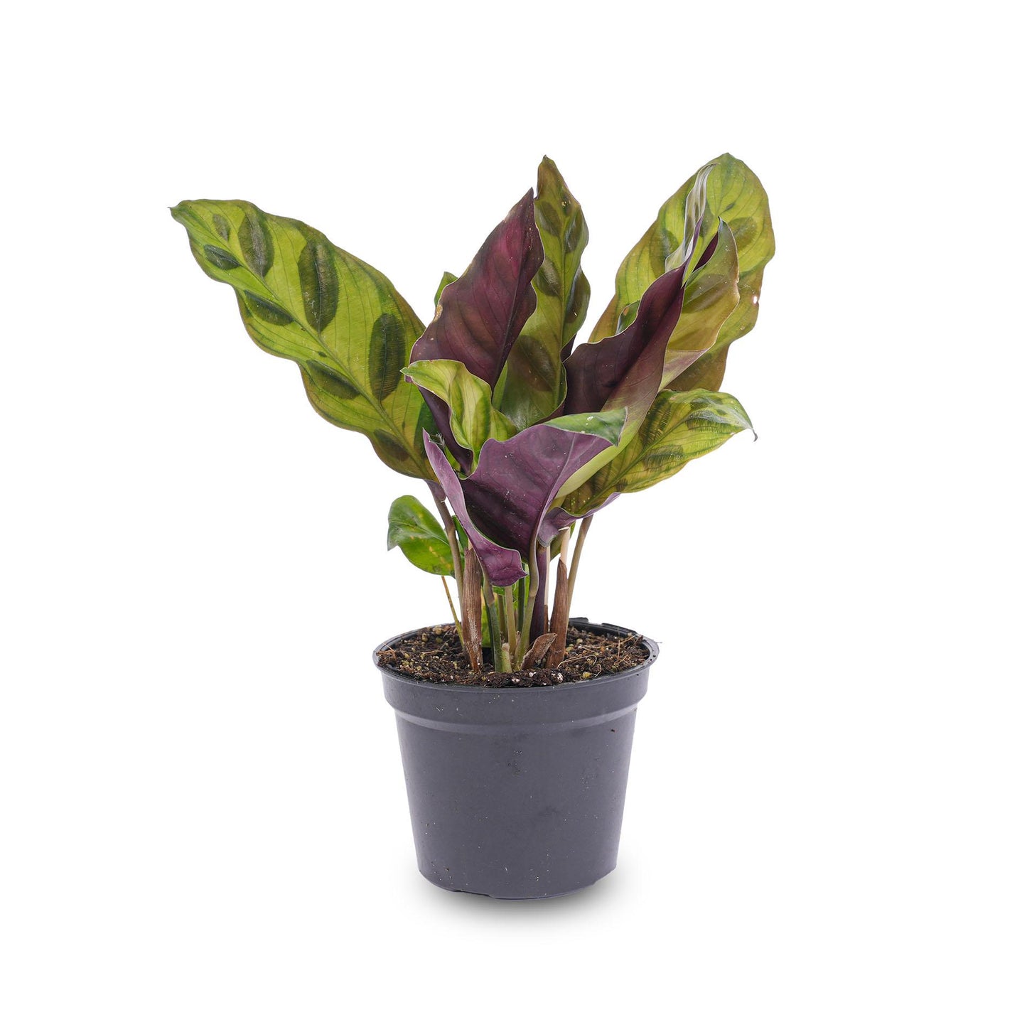 Calathea Lancifolia – Peacock Plant – Terrarium Plant – Pot Size 6 | The Rattlesnake Mini – Average Maintenance
