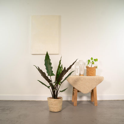 Alocasia Lauterbachiana (Elephant Ear) – Ø19cm ↕80cm + Basket Selin | Average maintenance