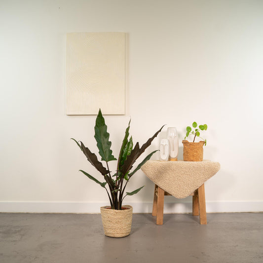 Alocasia Lauterbachiana (Elephant Ear) – Ø19cm ↕80cm + Basket Selin | Average maintenance