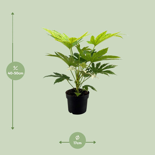 Fatsia Japonica Spider Web – Ø17cm ↕50cm | The web designer of your living room – Easy maintenance