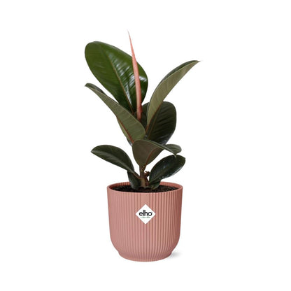 Ficus elastica 'Robusta' in ELHO Vibes Fold 14cm – Pink | Average maintenance