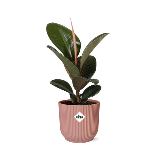 Ficus elastica 'Robusta' in ELHO Vibes Fold 14cm – Pink | Average maintenance