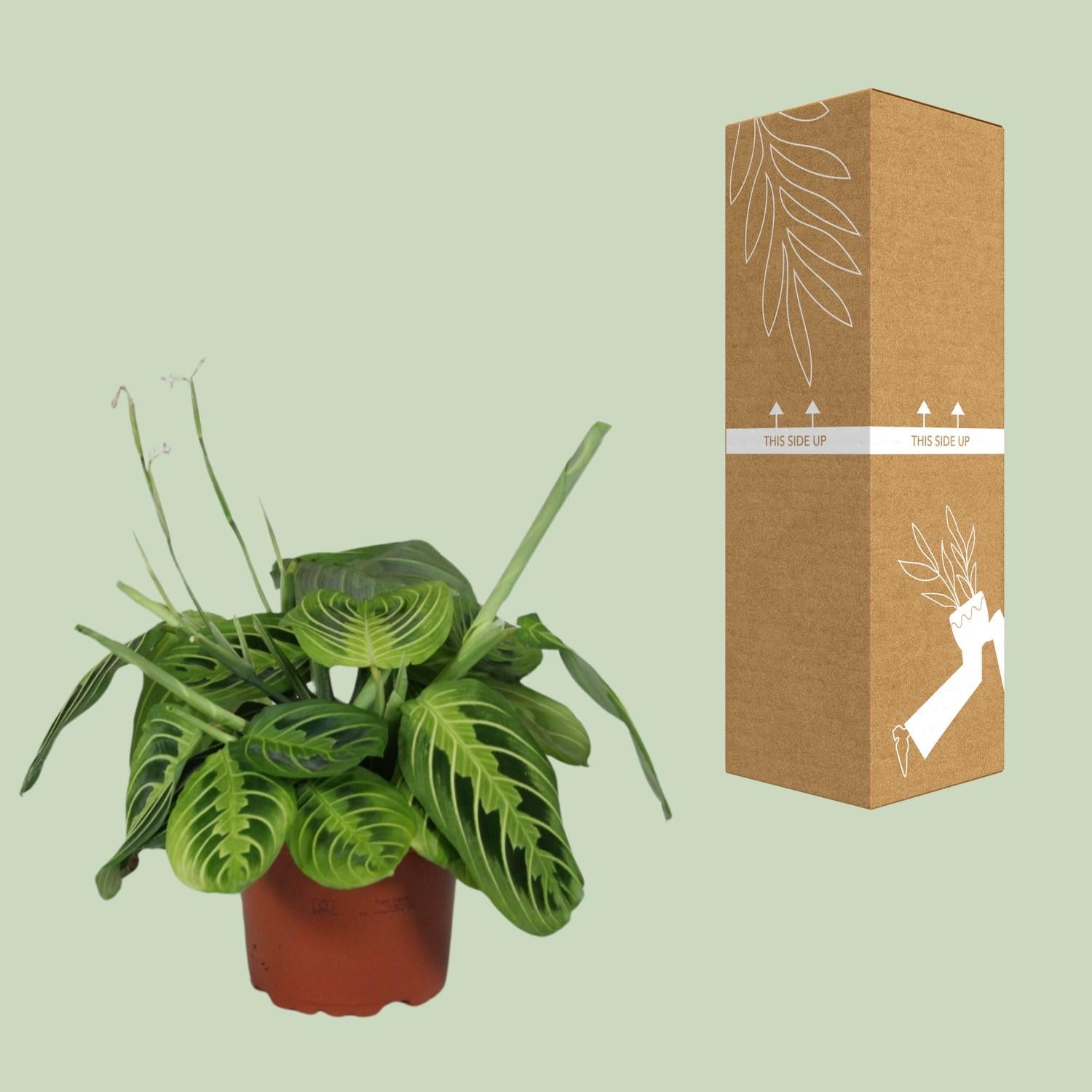Maranta Leuconeura Fascinator Lemon Lime (Biddende Plant) – Ø12cm ↕30cm | Gemiddeld onderhoud