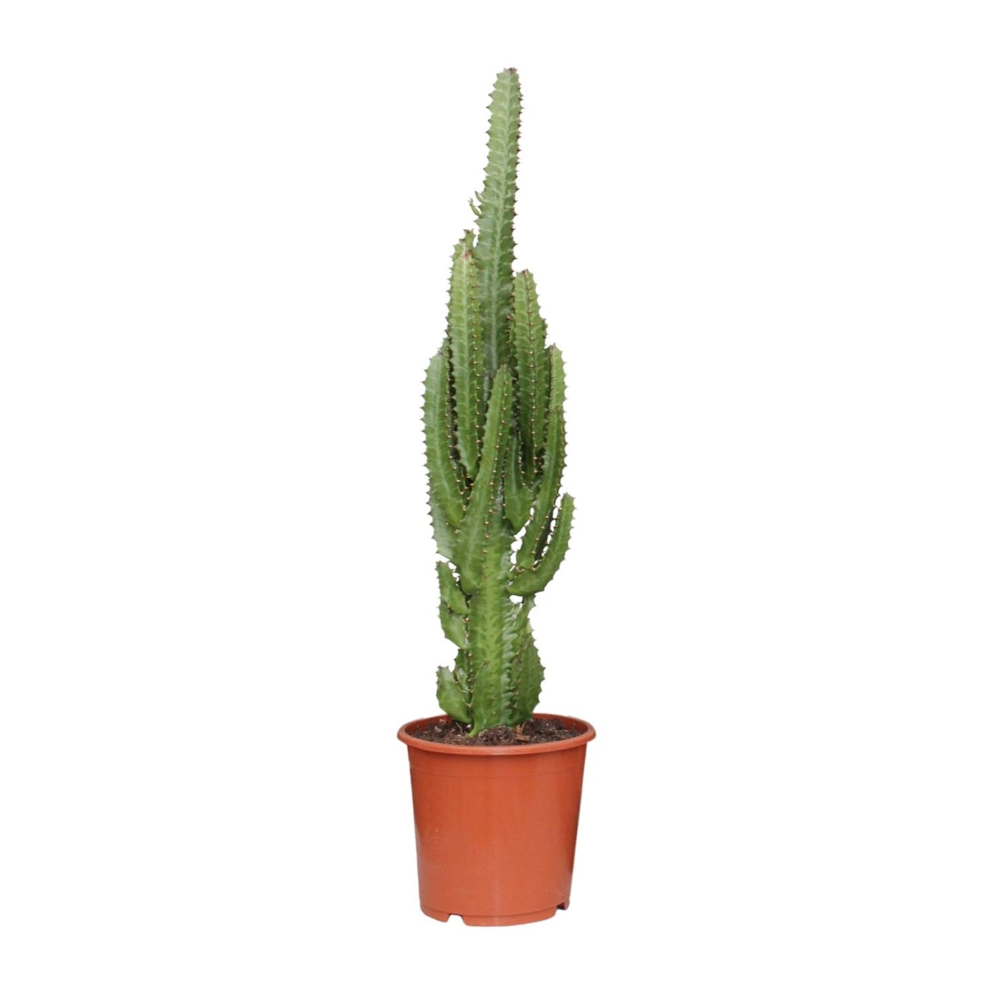 Euphorbia trigona – Ø17cm ↕70cm | Green modern totem – Easy maintenance